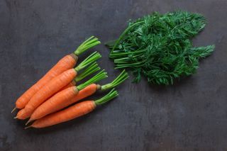 Carrot "Bolero" - COATED SEEDS