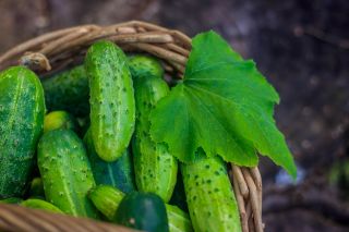 Field cucumber "Ares" - medium late variety