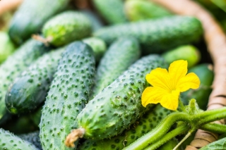 Field cucumber "Caezar" - COATED SEEDS