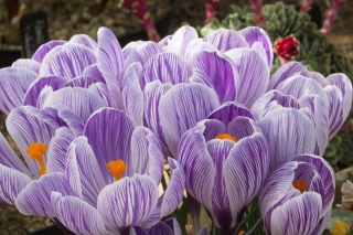 Crocus King of the Striped - Stort paket! - 200 st.