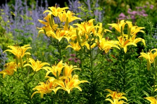 Yellow-flowered asiatic lily - Yellow – Large Pack! - 15 pcs