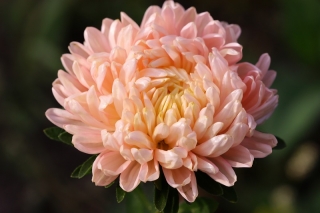Астер "Дюшес" - оранжево-рожевий-цвітіння - 225 насінин - Callistephus chinensis  - насіння
