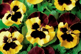 Pansy  Red Wings, Roter Flugel seeds - Viola x wittrockiana - 400 seeds