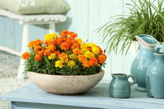 家庭花园 - 法国万寿菊“Bonanza系列” - 室内和阳台种植 -  175种子 - Tagetes patula L. - 種子