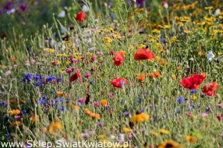 Flowery Meadow sėklų mišinys iš daugiau kaip 40 laukinių gėlių rūšių -  - sėklos