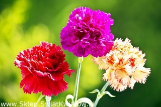 Nageljnov "Grenadin" - mešanica sort; klinček roza - 248 semen - Dianthus caryophyllus - semena