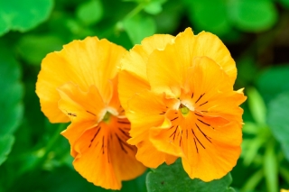 Švajčiarska záhrada maceška - oranžová - Viola x wittrockiana Schweizer Riesen - semená