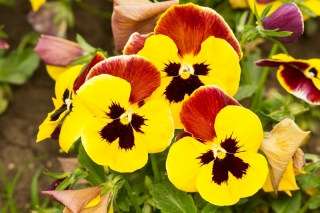 Swiss garden pansy "Red Wings" - red-yellow, dotted - 360 seeds