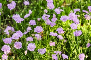 Καυκάσιος λουλούδι pincushion - επιλογή ποικιλία? pincushion λουλούδι, Καβουζιανή σκωψίωση - 21 σπόροι - Scabiosa caucasica
