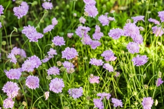 白种人枕形花 品种选择 枕形花 高加索scabiosis 21粒种子 Scabiosa Caucasica 種子 Garden Seeds Market 免费送货