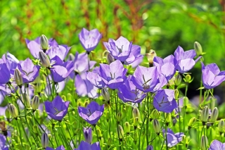 Tussock Bellflower, Carpathian Harebell - blue variety - 3000 seeds