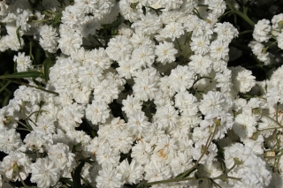 Achillea ptarmica - 470 semillas