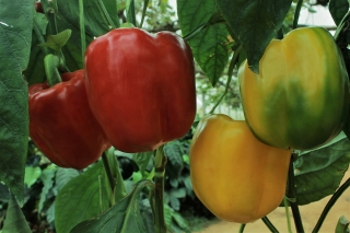 Pepper "Granova" - pole, zelenožltá odroda, ktorá sa pri zrení zmení na červenú - 70 semien - Capsicum L. - semená