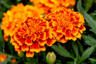 French marigold "Giant Bicolour" - mahogany-red with gold rim - 158 seeds