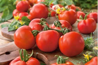 Tomat "Pelikan" - varietate universală pentru cultivarea serelor, a tunelurilor și a câmpului - Lycopersicon esculentum  - semințe
