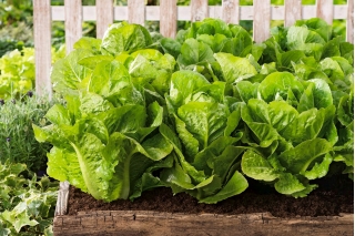 Mini vrt - zelena salata - za uzgoj balkona i terase -  Lactuca sativa var. Romana - sjemenke