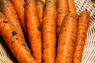 Морква BIO "Nantaise 2" - сертифіковані органічні насіння - 