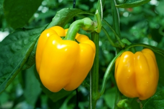 Πιπέρι "Κασιά" - κίτρινη ποικιλία για καλλιέργεια σε μη θερμαινόμενες σήραγγες και στον αγρό - Capsicum L. - σπόροι