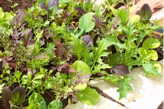 Mini garden - Aromatic leaves - for balcony and terrace cultures