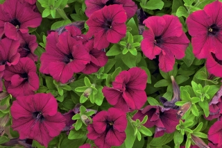 Cherry-red large-flowered petunia - 80 seeds