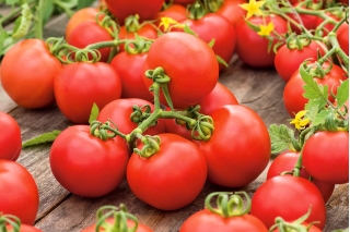 Tomat "Promyk" - varietas lapangan - 225 biji - Lycopersicon esculentum 