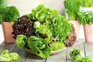 Lettuce - variety mix - COATED SEEDS - 250 seeds