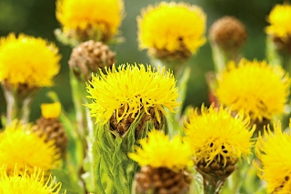 Bighead knapweed - gul; stor gul centaurea, citronflu, gul ungkarlsknapp, gul hardhat, armensk korgblomma - 