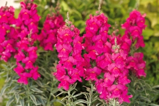 Almindelig snapdragon "Adriana" - amaranth-farvede blomster, hybrid kultivar - 