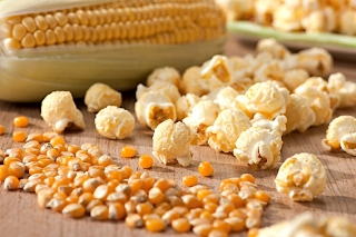 Corn "Jantar" - pop-corn variety; maize