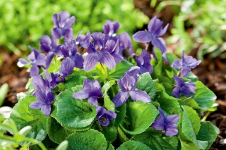 Фиолетови, английски Виолетови семена - Viola odorata - 120 семена