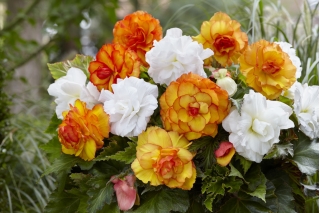Dupla virág begónia fajtakeverék - sárga-narancs és fehér - 8 db.