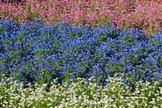 Wit, blauw en roze vergeet-mij-nietje - zaden van variëteiten van 3 bloeiende planten - 