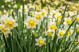 Daffodil, narcissus Golden Echo - confezione grande! - 50 pz - 