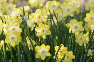 Daffodil, narcissus Pipit - pakej besar! - 50 keping - 