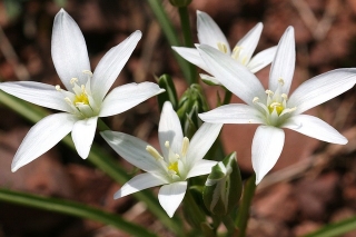 Garden star-of-Bethlehem - large package! - 100 pcs; grass lily, nap-at-noon, eleven-o'clock lady