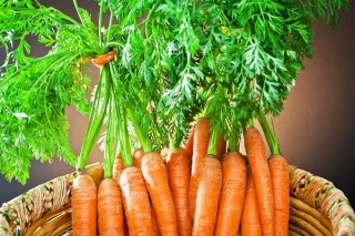 Carrot First Harvest (اولین برداشت) - انواع اولیه - SEED TAPE