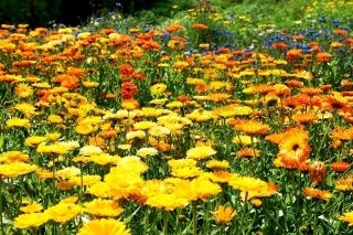 Pot marigold - tumbuhan pelbagai - 100 gram; ruddles, marigold biasa, marigold Scotch - 