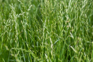 Flerårig raigras 4N 'Calibra' for beite - 5 kg; Engelsk raigras, vinterryegrass, ray grass - 