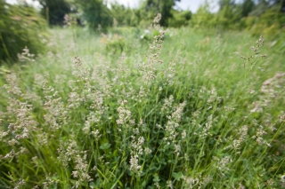 Kentucky bluegrass Marauder - 5 kg; smooth meadow-grass, common meadow grass