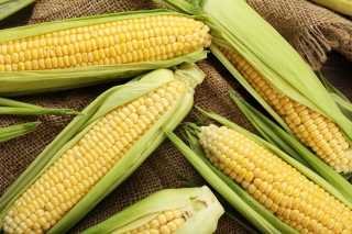Zlatni patuljak šećerni kukuruz - 500 grama; kukuruz šećerac, pole kukuruz - 