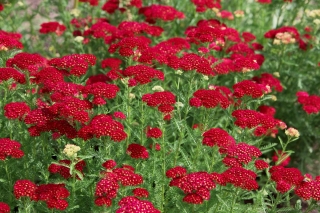 Common yarrow - Rood - red - XL pack - 50 pcs