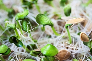 BIO klíčení semen - Squash - certifikovaná organická semena; dýně - 
