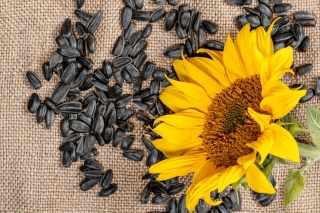 Schwarze Sonnenblume - 10 kg - 