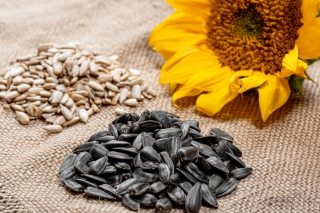 Schwarze Sonnenblume - 10 kg - 