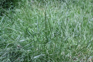 Ray-grass vivace "Fancy" - 5 kg - 