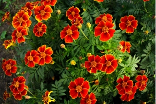 Tanduk marigold "Eliza" - bunga tunggal, aprikot-merah - Tagetes tenuifolia - benih
