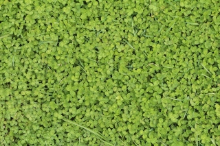 Hvidkløver 'Euromic' - 500 g frø (Trifolium repens)