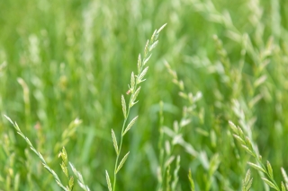 Engelskt rajgräs 'Brawa 4N' - fodervariant - 5 kg frön (Lolium perenne)
