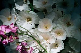 白色Godetia种子 -  Godetia grandiflora  -  1500种子 - 種子