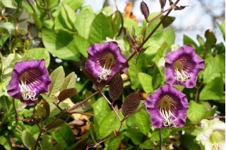 Violetinė taurė ir puodų vynuogių sėklos - Cobaea scandens - 6 sėklos